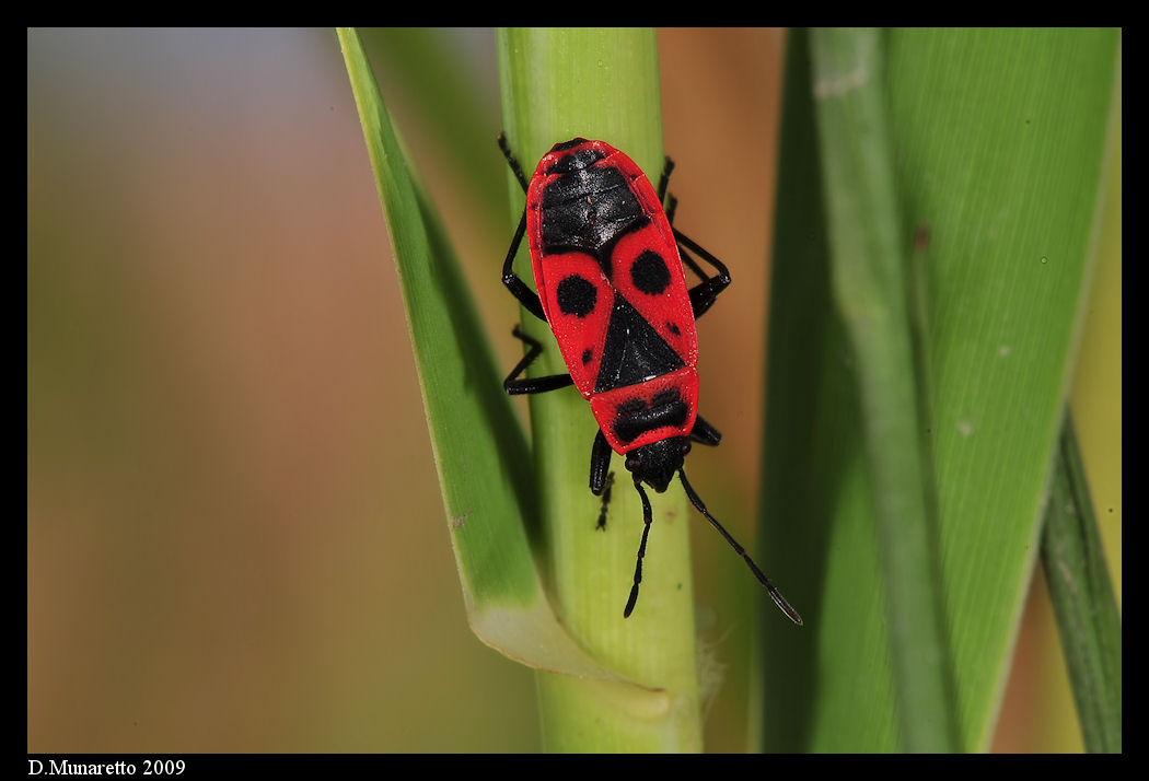 Cimicetta...rosso-nera